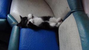 DSC00336 (2) 02-12-2017.JPG