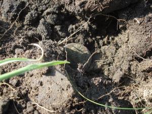 монета в ямке.jpg