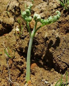800px-Pteridium_aquilinum_2005_spring_001.jpg