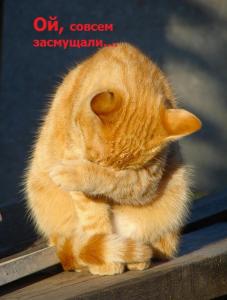 279288_ya_stesnyayus_kot.thumb.jpg.2d5fb85808643e5e4b5e71eae699d902.jpg
