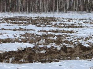 DSC08716 (Medium).JPG