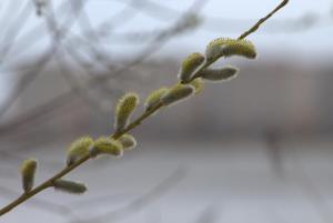 2017_04_22_0429 04-22-2017.jpg