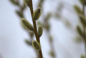 2017_04_22_0434 04-22-2017.jpg