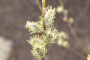 2017_04_22_0454 04-22-2017.jpg