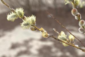 2017_04_22_0456 04-22-2017.jpg