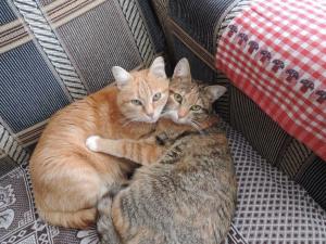 DSCN4104  Наши кошки .JPG