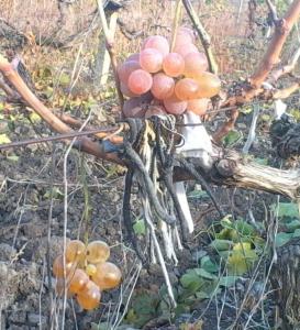 IMG_20151111_152428 (2).jpg