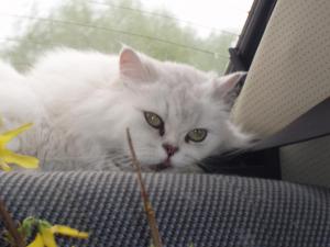 P1011995-Ася в машине крупно.JPG