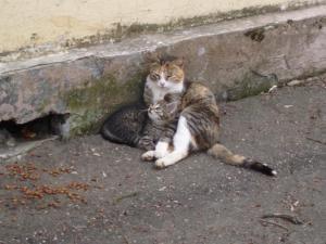 P1011950- Кошки в Глинках.JPG