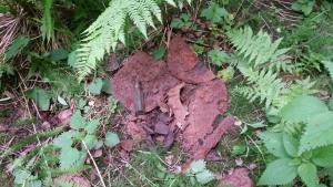 2017-06-09 17-05-41.JPG