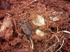 P1030227 Закладной пятак и 20 коп. серебро. Сосновка.JPG