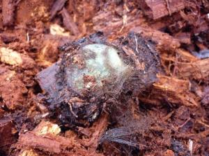 P1030228 Закладной пятак найден в Сосновке 23.10.2012 г..JPG