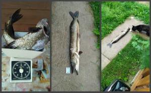 новый коллаж_новый размер.jpg