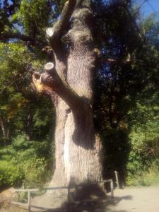 IMG_20170916_120034 (Копировать).jpg