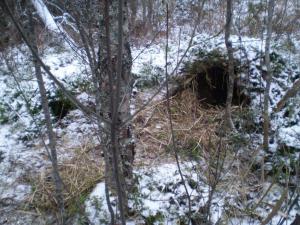 медвежьи следы и берлоги (23).JPG