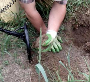 Копия P6231246.JPG