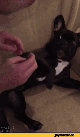 собакен-живность-гифки-французский-бульдог-1801013.gif