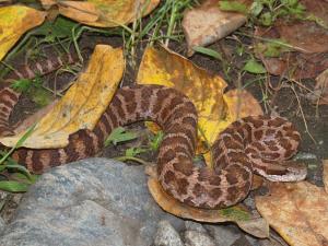 Gloydius halys Pallas 51.jpeg