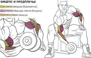koncentrirovannyj-podem-na-biceps_6.jpg