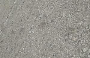 Северный верблюд.jpg