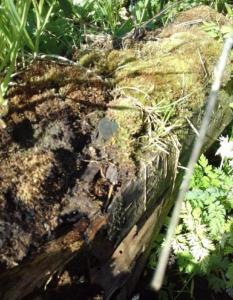 IPvBStQDv7Q.jpg.808e6c93258462d9e8c92cb390fba2bd яяя.jpg