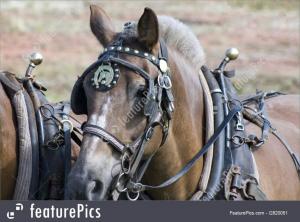 horse-with-harness-stock-photo-1820051.jpg