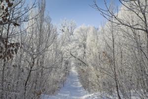 Под пеленой мороза - копия.JPG