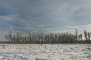 Иней на лиственницах 2 - копия.JPG