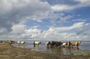 Коровы на Амуре - копия.JPG