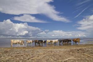 Коровы и Амур - копия.JPG