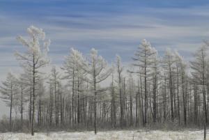 Иней на лиственницах 1 - копия.JPG