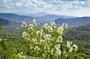 Дикий жасмин - чебушник - копия.JPG