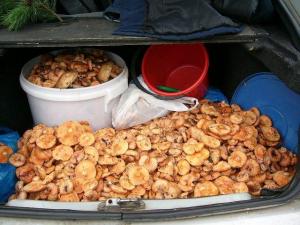 Новый рисунок.jpg