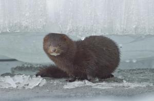 Норка в ледяном царстве 1 - копия.JPG