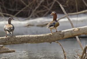 Мандаринки новобрачные - копия.JPG