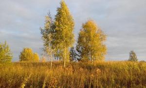 заросшие поля.jpg