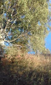 старая береза.jpg