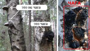 chaga-i-ne-chaga.jpg