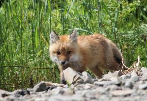 IMG_6284 - копия.JPG