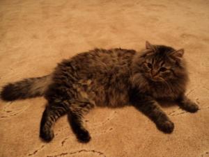 загруженное (2).jpg