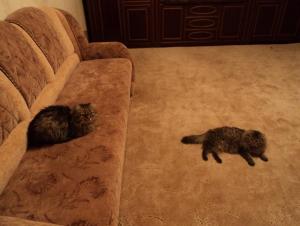 загруженное (3).jpg