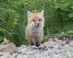 IMG_6262 - копия.JPG