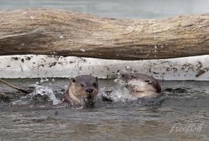 Копия (2) IMG_3887.JPG