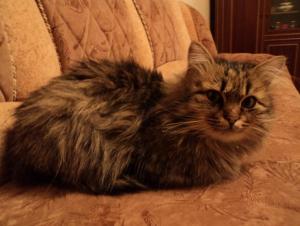 загруженное (1).jpg