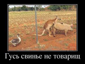 8039042-gus-svine-ne-tovarisch(1).jpg