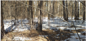 Скриншот 05-04-2019 142815.png