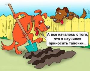 anerdot-pro-sobaku (6).jpg