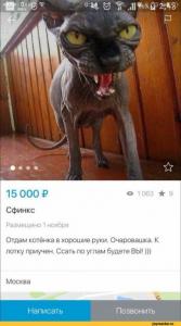 реклама-Сфинкс-котэ-3474178.jpeg