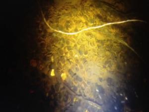 монеты на дне.jpg