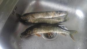 WhatsApp Image 2019-07-23 at 17.28.04.jpeg